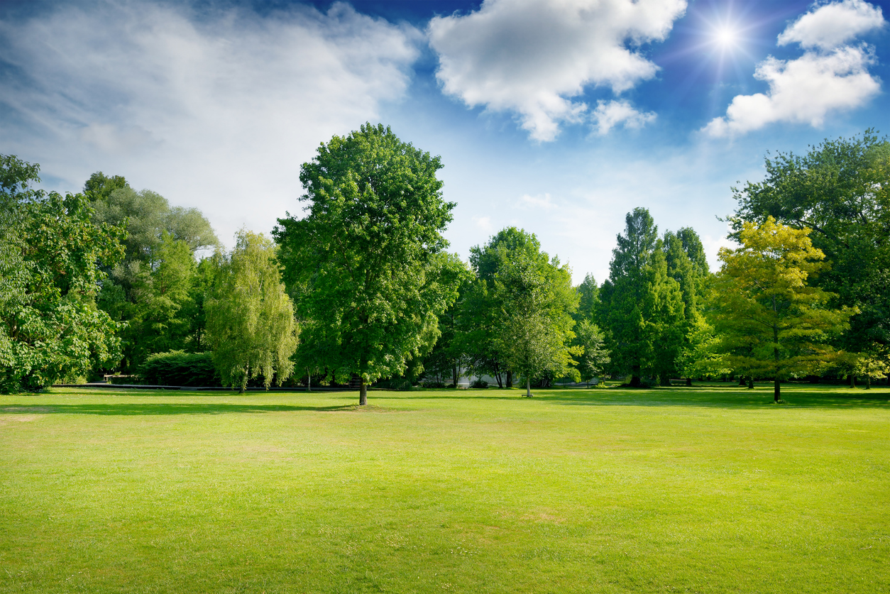 Bright summer sunny day in park with green fresh grass and trees.